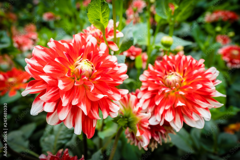 Colorful flower in the garden Colorful flower in the garden