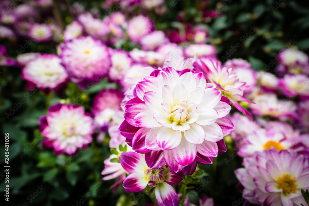 Colorful flower in the garden