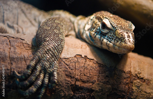 chillin lizard