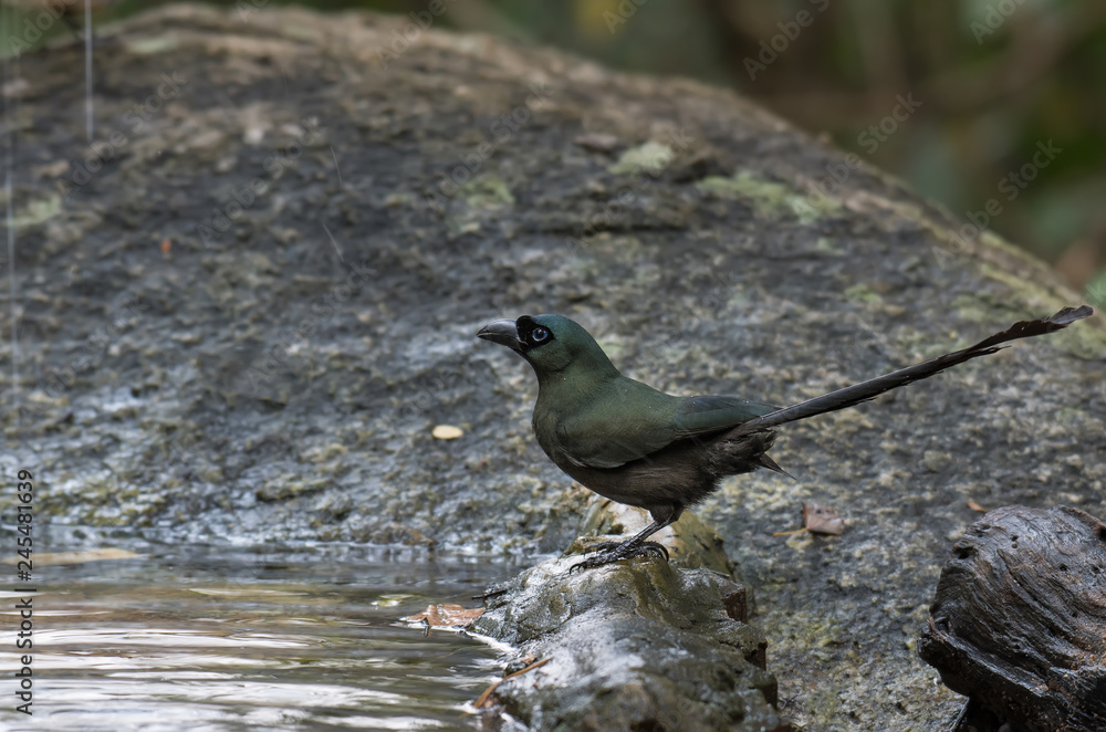 Obraz premium Racket-tailed Treepie on stone river side in nature.