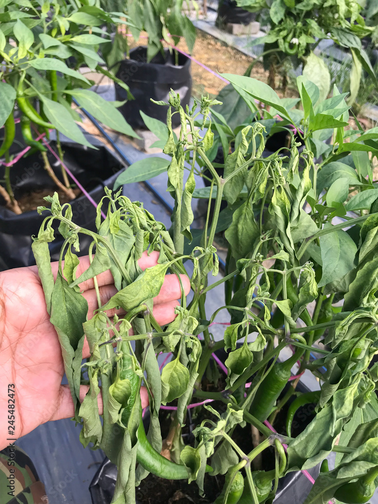 Chilli mosaic virus (CMV) is common disease of chilli. The leaves turned to unequal yellowish green.