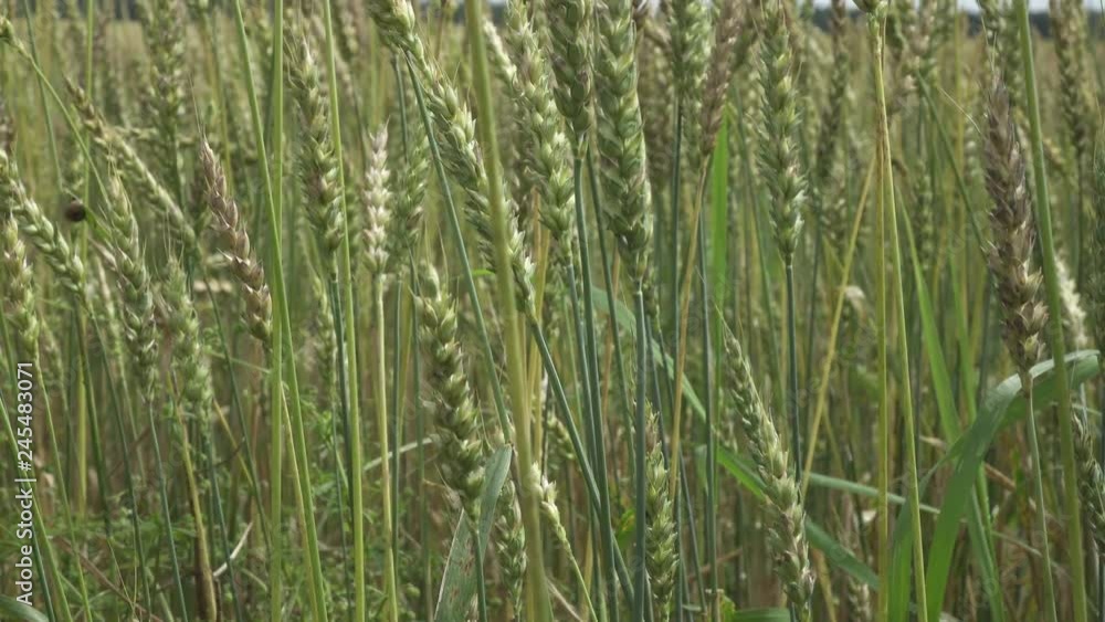 Wind swings ripe ears of wheat in the field in sunny day Wind swings ripe ears of wheat in the field in sunny day