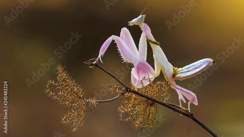 The beautiful praying mantis on macro photography
