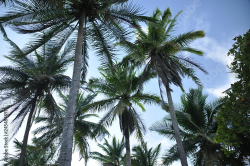 Coconut palm trees growing on the coast of Central America  Panama.