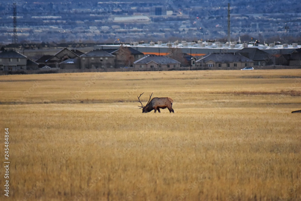 Bull Elk his herd harem on the Baccus Highway the Westside with view of Salt Lake Valley and Wasatch Front Rocky Mountains in the foothills of the Oquirrh Mountains and Rio Tinto Bingham Copper Mine, 