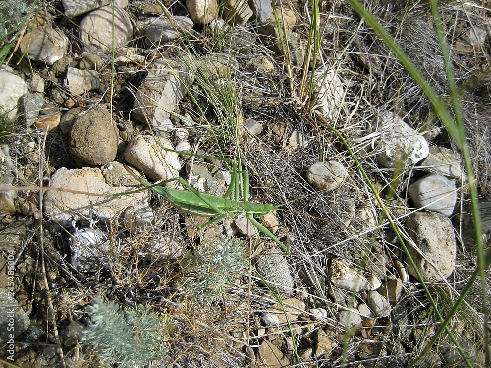 Green mantis successfully masked among the same color of grass stems Green mantis successfully masked among the same color of grass stems