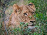 Lion resting in the african brush