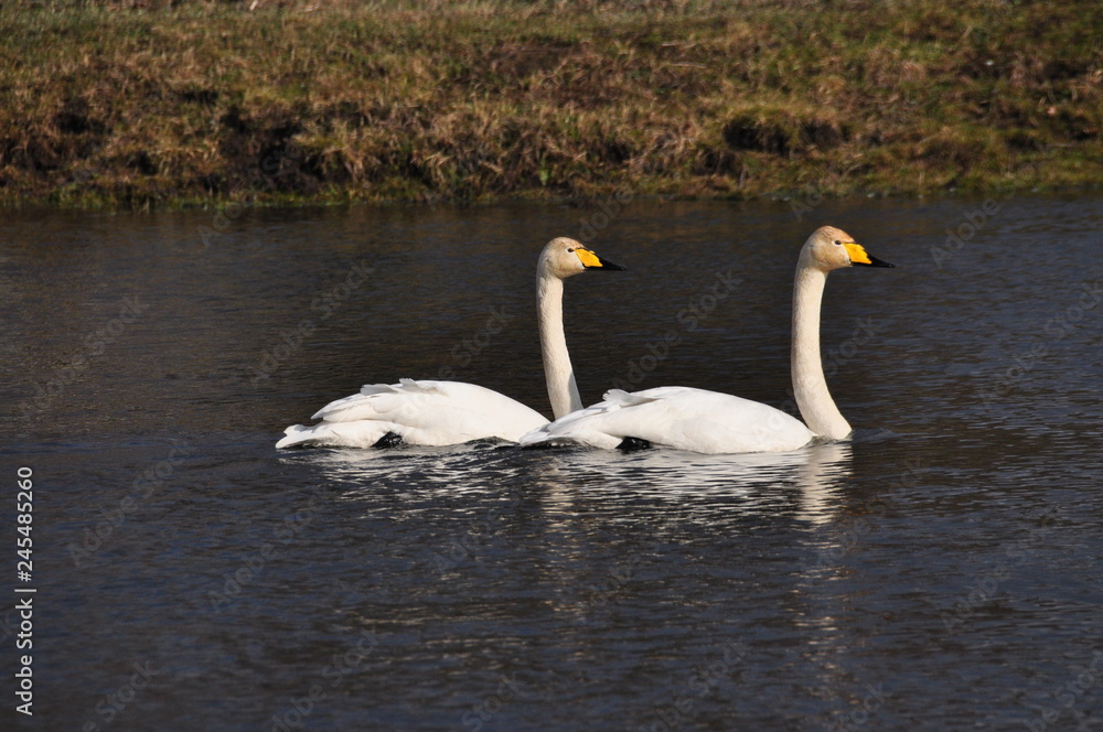 Mute Swan. Large white water bird. Floating on the lake Mute Swan. Large white water bird. Floating on the lake