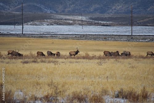 Bull Elk his herd harem on the Baccus Highway the Westside with view of Salt Lake Valley and Wasatch Front Rocky Mountains in the foothills of the Oquirrh Mountains and Rio Tinto Bingham Copper Mine, 