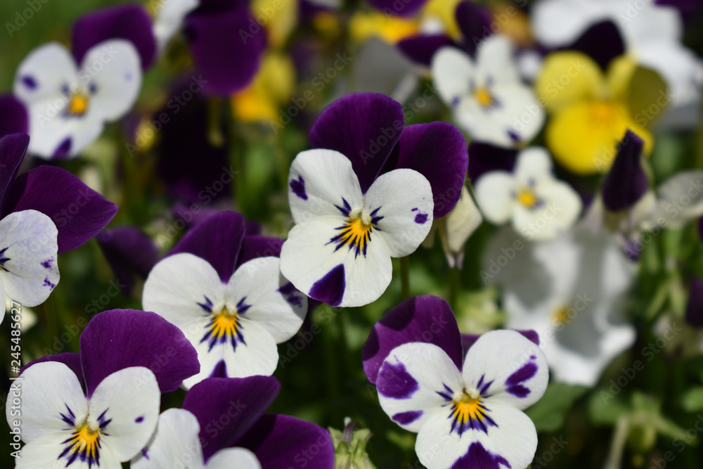 春 かわいい 花 すみれ ビオラ 45 1 Stock 写真 Adobe Stock