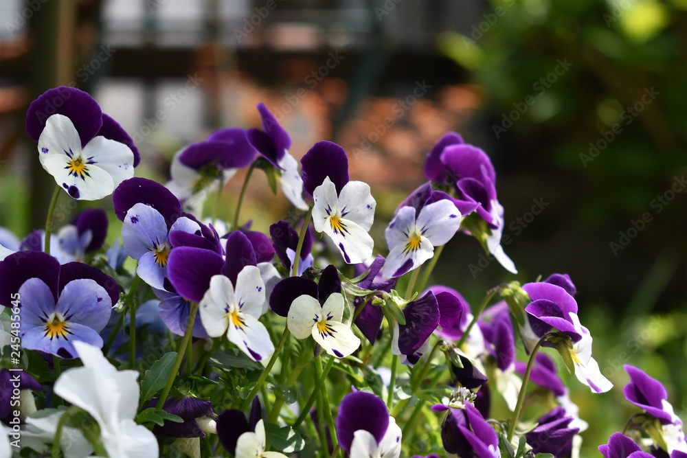 春 かわいい 花 すみれ ビオラ 60 1 Stock 写真 Adobe Stock