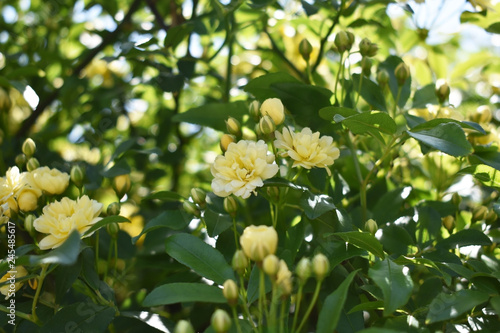 Wallpaper Mural モッコウバラ　清楚　きれい　黄色　バラ　父の日（42‐1） Torontodigital.ca