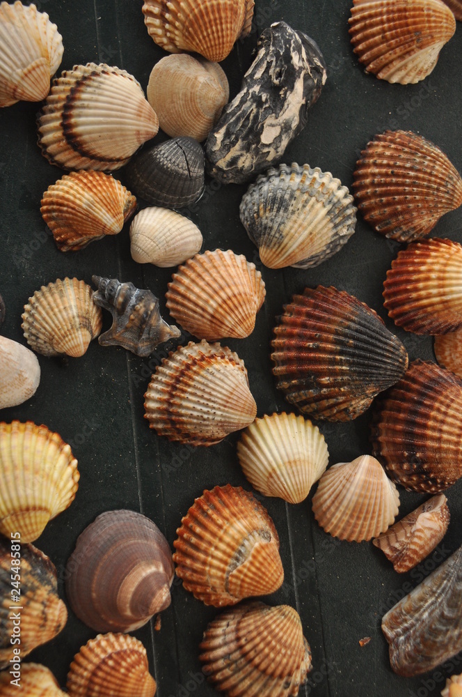 Shellfish, snails from the Mediterranean Sea on the beach in Italy. Shellfish, snails from the Mediterranean Sea on the beach in Italy.
