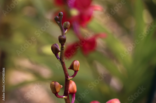 Orchidaceae red in garden