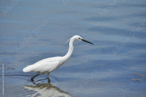 Little Egret feeding a cove near Venice