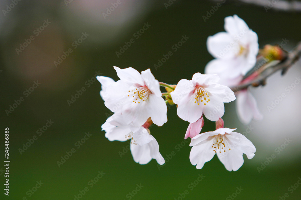 一の坂川の桜　山口市