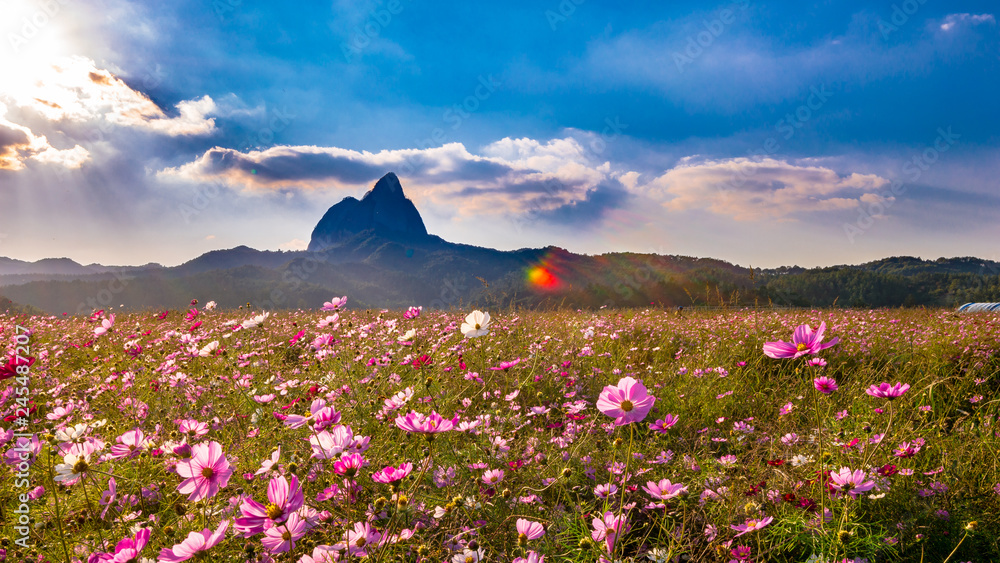 The cosmos flower shakes in the wind and backwards Maisan Provincial Park The cosmos flower shakes in the wind and backwards Maisan Provincial Park
