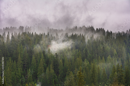 Carpathian spring forest with wrapped fog trees and fires.