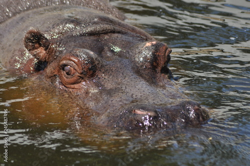 Hippo. Floating in the water a large animal living in Africa