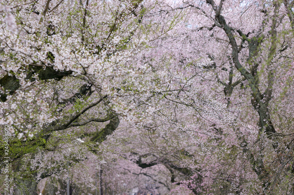 徳佐八幡宮の桜 山口市 徳佐八幡宮の桜 山口市