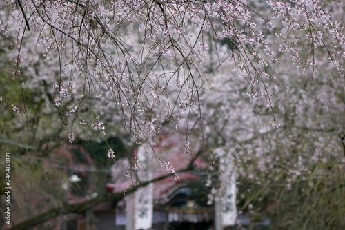 Wallpaper Mural 徳佐八幡宮の桜　山口市 Torontodigital.ca