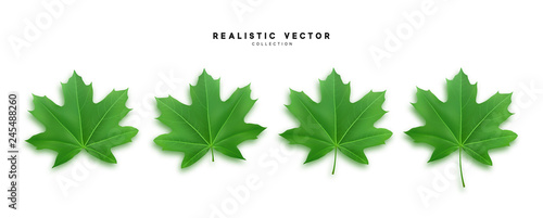 Set of green maple leaves, isolated on white background