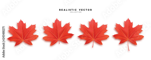 Set of autumn maple leaves, isolated on white background. Fall Foliage realistic design.