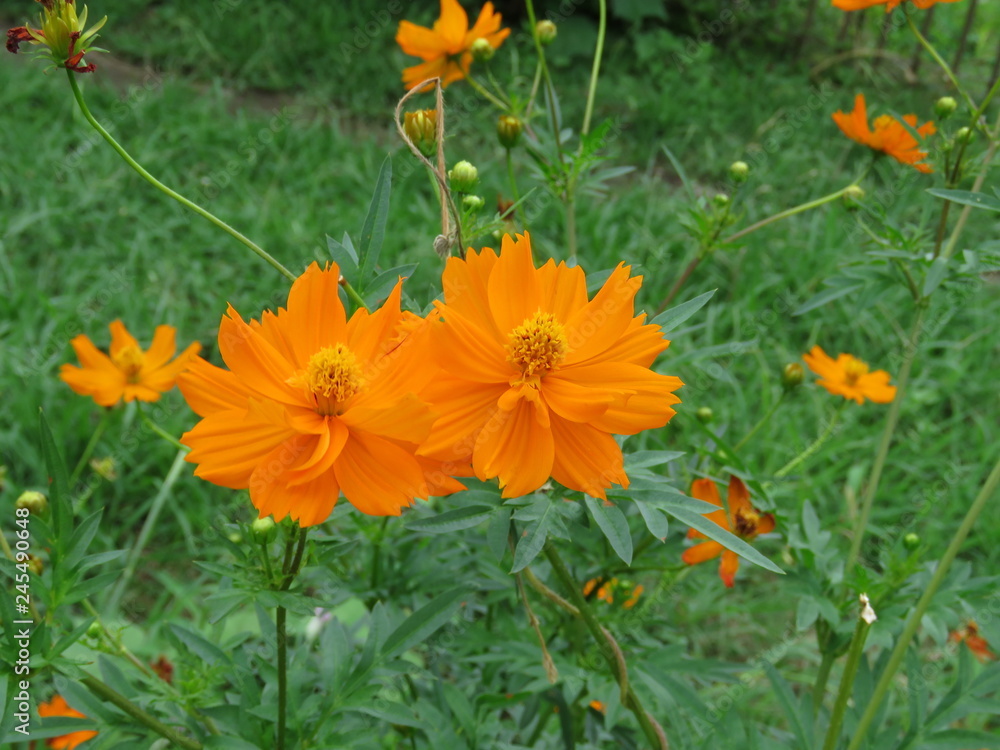 夏の花 夏の花