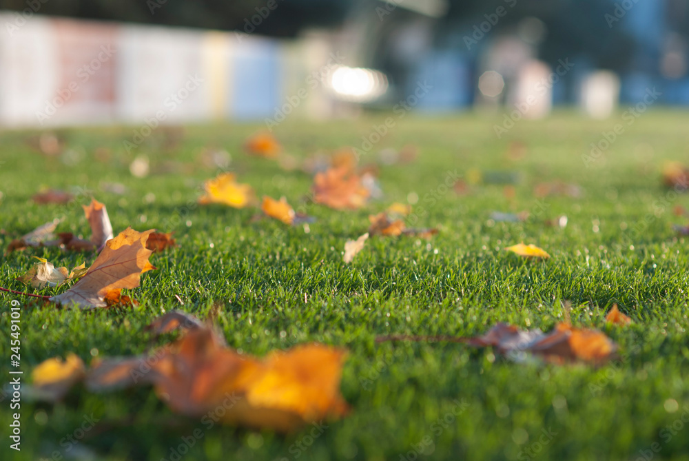 Naklejka premium jesień
