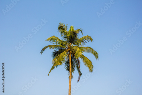 bright green palm tree with coconuts against a clear blue sky