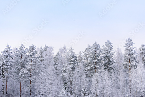 The forest has covered with heavy snow and clear blue sky in winter season at Lapland, Finland. © Joeahead