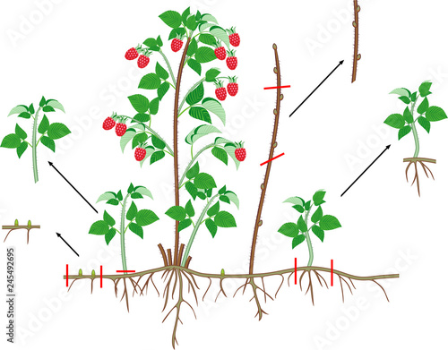 Raspberry vegetative reproduction scheme. Raspberry shrub with red berries, root system and green leaves isolated on white background