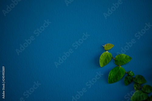 white flower and green plant against a blue wall photo