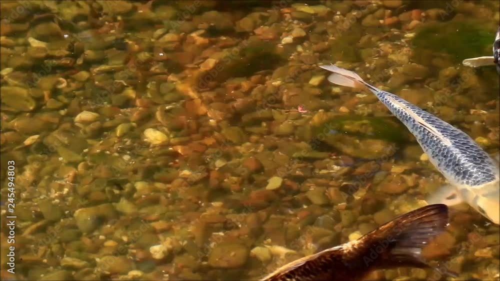 koi fishes are swimming in the clear water koi fishes are swimming in the clear water