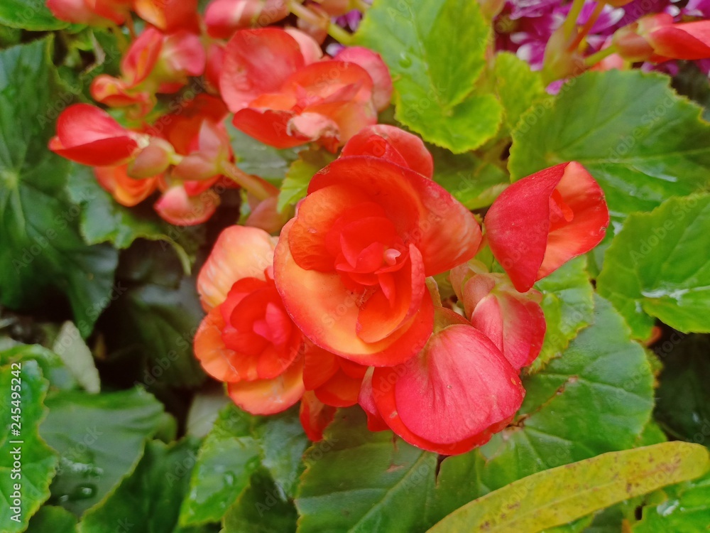Flowers blooming when the sunrise this morning Flowers blooming when the sunrise this morning
