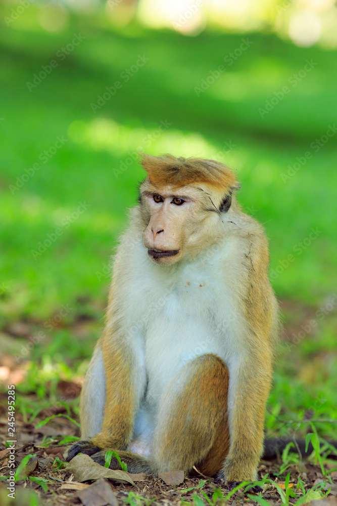Fototapeta premium Portrait of male macaque.