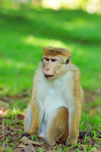 Portrait of male macaque. © daranna