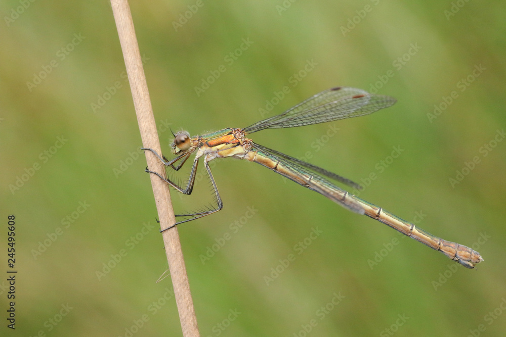 A beautiful female Emerald Damselfly (Lestes sponsa) perched on the stem of a reed. A beautiful female Emerald Damselfly (Lestes sponsa) perched on the stem of a reed.