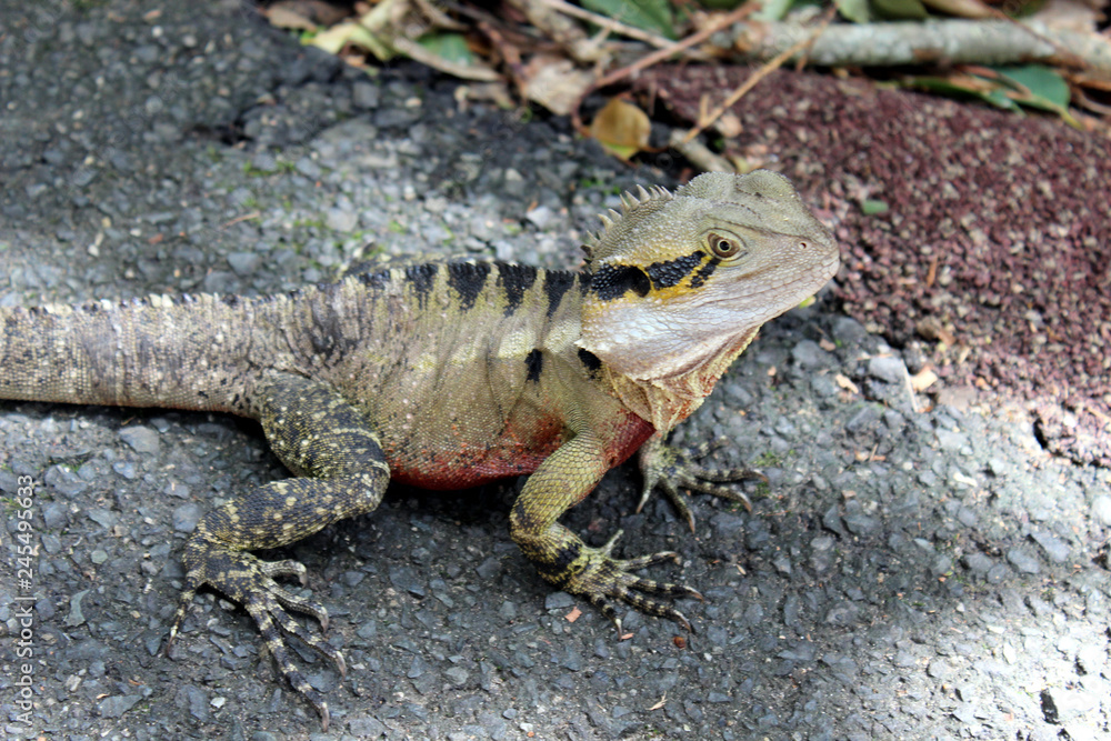 Fototapeta premium A lizard stopping in his travels to take in the sights