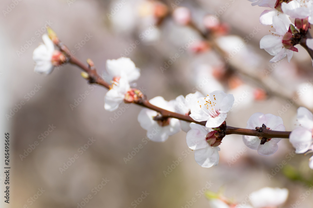 Beautiful white and pink apricot blossom tree in spring time. Close up view of fruit tree flowers. Floral bacground. Beautiful white and pink apricot blossom tree in spring time. Close up view of fruit tree flowers. Floral bacground.