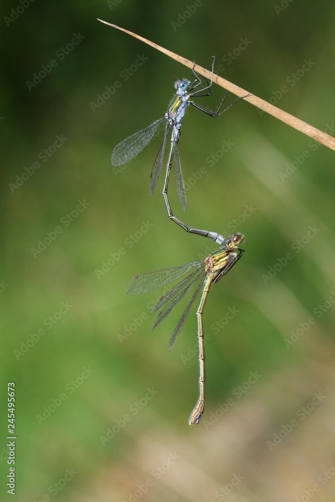 A mating pair of beautiful Emerald Damselfly (Lestes sponsa) perched on the stem of a reed. A mating pair of beautiful Emerald Damselfly (Lestes sponsa) perched on the stem of a reed.