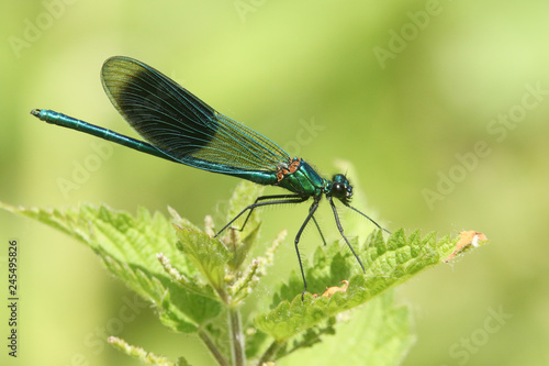 A stunning male Banded Demoiselle (Calopteryx splendens) perched on a stinging nettle.