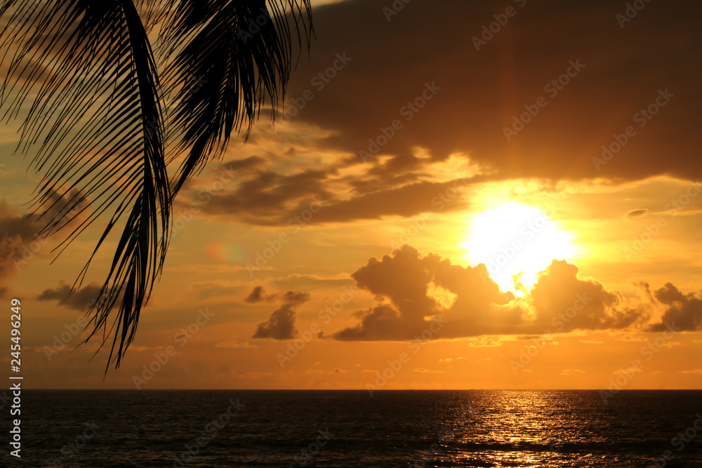 palm leaf branch on the beach at sunset