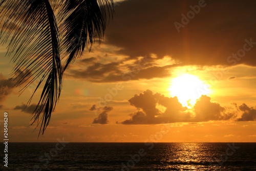 palm leaf branch on the beach at sunset