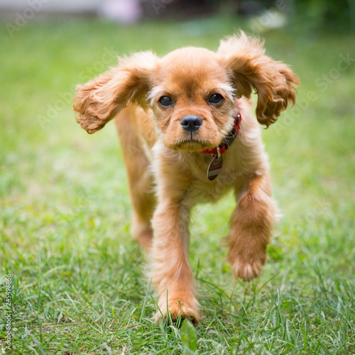 Obraz na płótnie happy cavalier king charles spaniel puppy running
