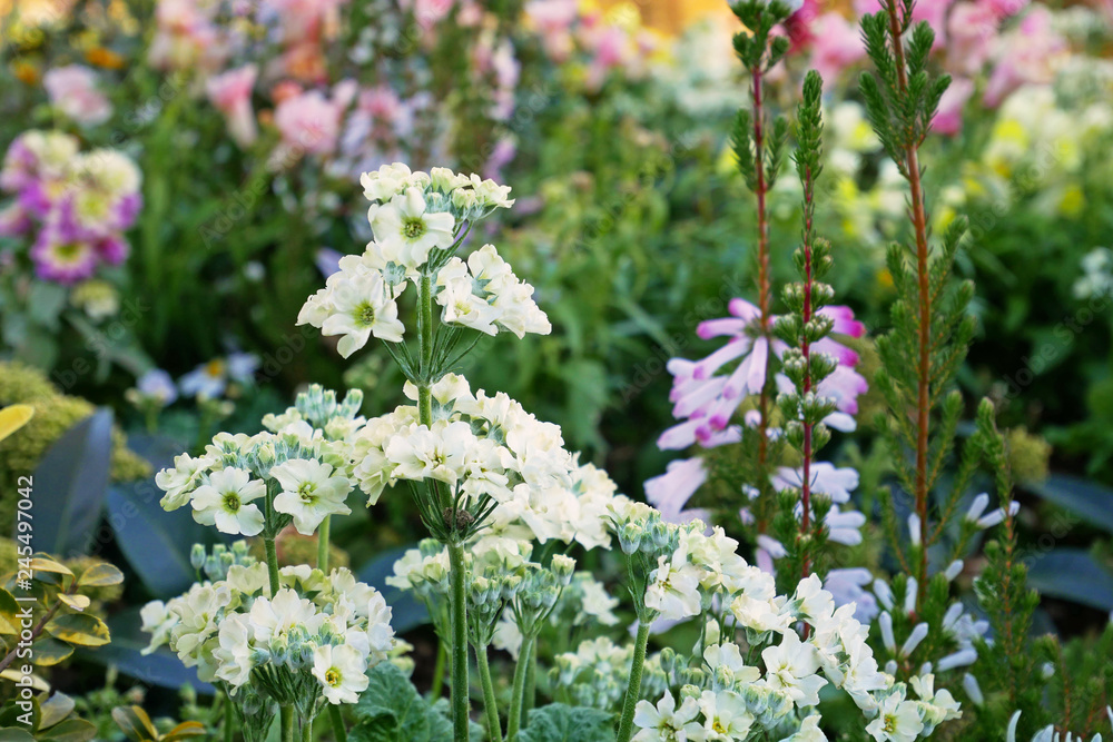 Obraz premium 庭園の花
