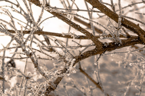 Frost covered branches