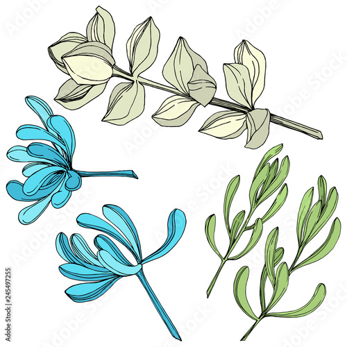 Vector Succulent floral botanical flower. Engraved ink art. Isolated succulents illustration element.