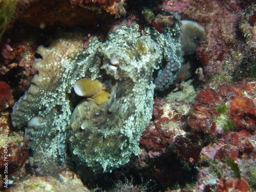 Octopus hiding between stones