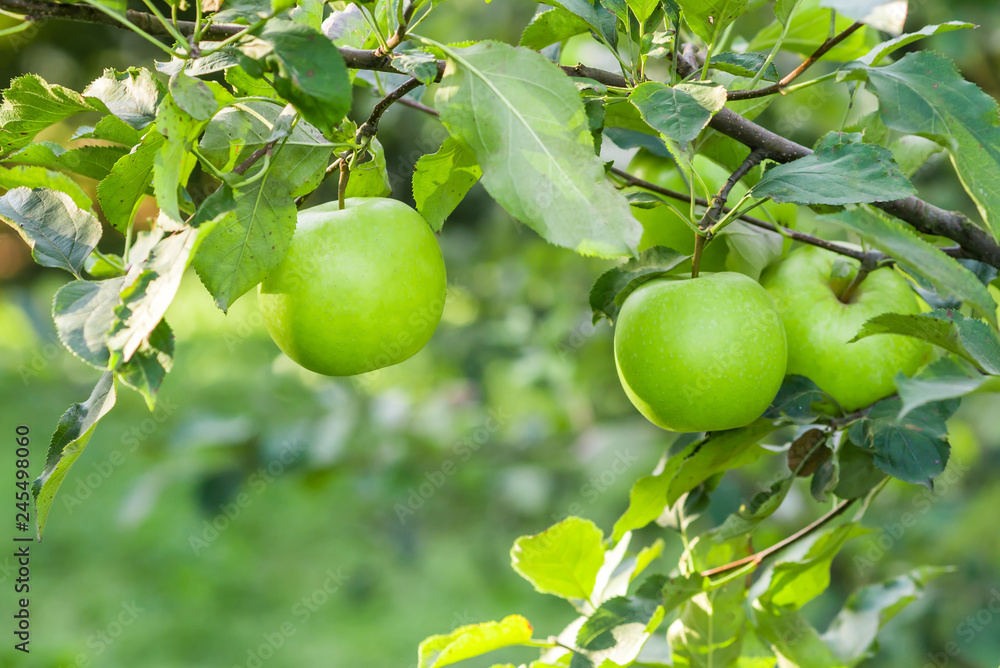 Apples hanging from a tree branch in an apple orchard